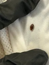 Affordable Bed Bug Exterminators photo 3