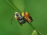 Nature Science Pest Control, Inc.