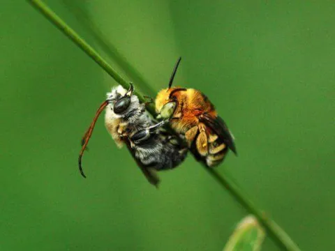 Nature Science Pest Control, Inc. photo 1