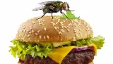 BugsBeGone Pest Services photo 7