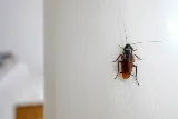 Bug Shockers photo 8