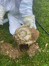Bulwark Exterminating photo 6