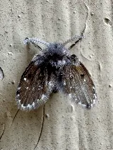 Major Pest Control Red Deer Inc photo 3