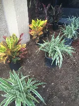 Laredo Lawn, Inc. photo 6