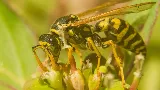 Canadian Pest Solutions photo 4