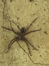 Pest Control Consultants photo 5