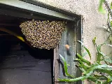 IKI PEST CONTROL