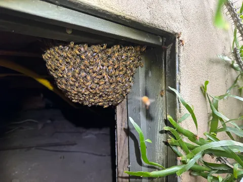 IKI PEST CONTROL photo 1