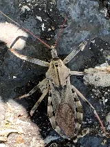 Integrity Pest Solutions photo 6