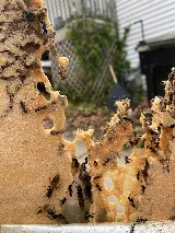 Mid Central Pest Control photo 6
