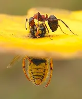Guardian Pest Control