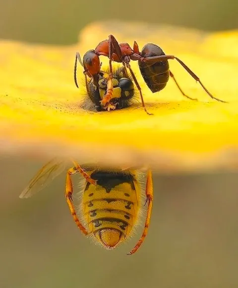 Guardian Pest Control in Vernon