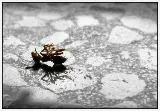 Antman Pest Control photo 4