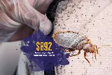 Active Pest Control Richmond photo 4