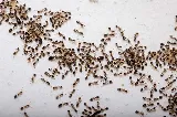 Inclusive Pest Control photo 2