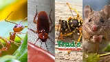 Trad's Pest Control