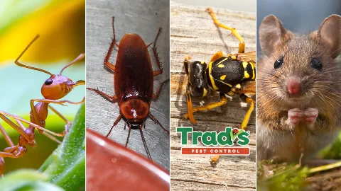Trad's Pest Control photo 1