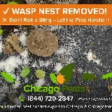 Chicago Pests, LLC photo 2