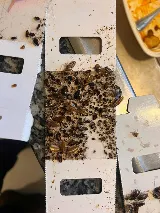 Affordable Pest Control photo 7