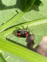 Technica Pest Solutions Calgary photo 9