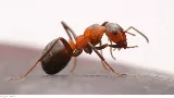 A-1 Exterminators photo 4