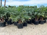 Perez Nursery & Landscaping, Inc. photo 4