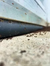 ML EXTERMINATION INC. photo 4