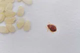 Bed Bug Exterminator San Francisco