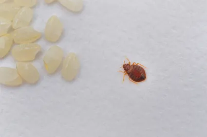 Bed Bug Exterminator San Francisco in San Francisco