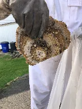 PestPractice photo 2