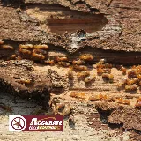 Accurate Pest Control photo 8