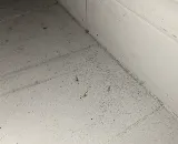 Abell Pest Control photo 5