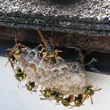 Lake Country Pest Control / Kelowna photo 4