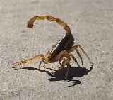Ozone Pest Control