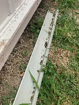 BUGWORKS Termite & Pest Control Company photo 8