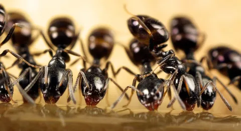 Pointe Pest Control in Bloomington