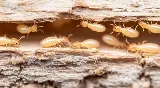 Nexus Pest Solutions photo 7