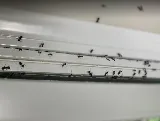 Catseye Pest Control - Providence, RI photo 8