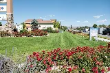 Reno Green Landscaping photo 7