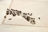 49er Termite & Pest Control photo 4