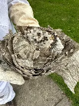 Ray's Pest Control and Wildlife Removal photo 4