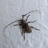 Dane's Pest Control photo 4