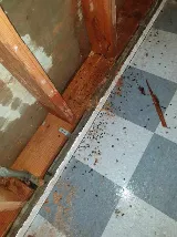 Alpine Pest Control LTD photo 5