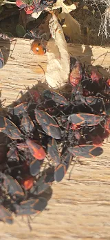 Local Pest Solutions Inc. photo 9