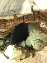Safe Pro Pest Control photo 5