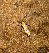 Dane's Pest Control photo 6