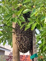 Nature Exterminator photo 5