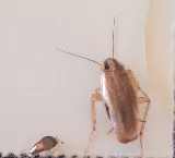 Bridge Pro Pest Control photo 3