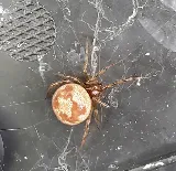 Beeline Pest Control photo 7