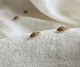 Advantage Pest Control photo 2